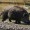 Caccia e Fauna: Verona, cinghiali flagello della Lessinia 